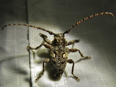 Aegomorphus circumflexus