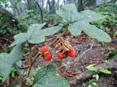 Rubus reflexus