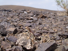 Phrynocephalus versicolor