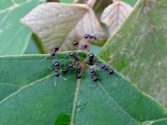 Pristomyrmex