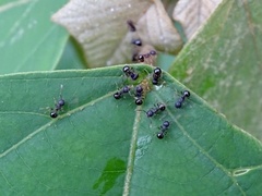 Pristomyrmex
