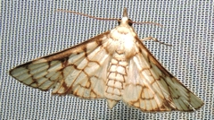 Aphytoceros lucusalis