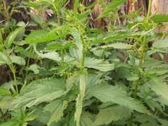 Urtica sondenii