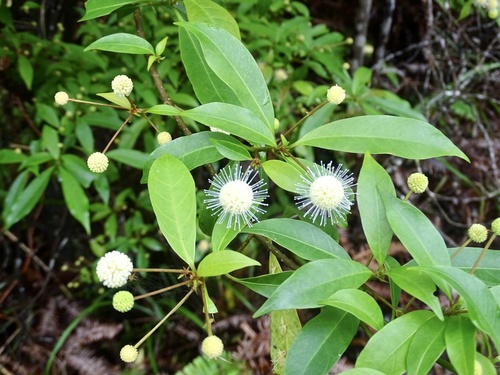 Adina pilulifera, photograph 5