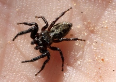 Dendryphantes hastatus