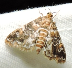 Elophila responsalis