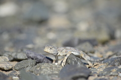 Phrynocephalus versicolor