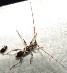 Coptocercus crucigerus