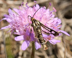 Pyropteron triannuliformis