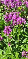 Stachys spathulata
