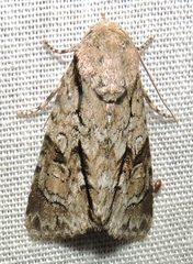 Turnerinycta phaeocosma