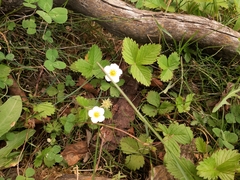 Fragaria orientalis