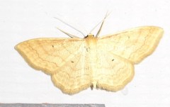 Idaea rufaria