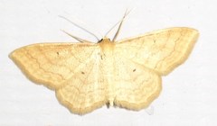 Idaea rufaria