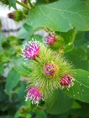 Arctium