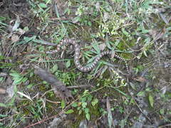 Lampropeltis mexicana