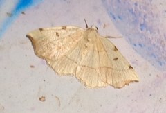 Eilicrinia trinotata