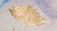 Eilicrinia trinotata