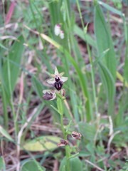 Ophrys sphegodes atrata