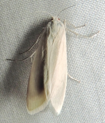 Scirpophaga