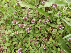 Prunella vulgaris