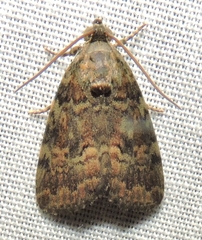 Aucha triphaenoides