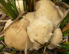 Leucopaxillus cerealis