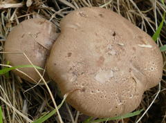 Leucopaxillus eucalyptorum