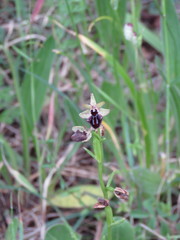 Ophrys sphegodes atrata
