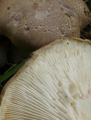 Leucopaxillus eucalyptorum
