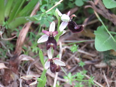 Ophrys bertolonii