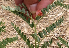Sphaerophysa salsula