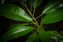 Croton verreauxii