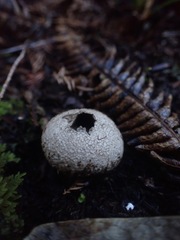 Lycoperdon compactum