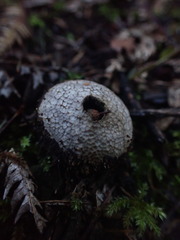 Lycoperdon compactum