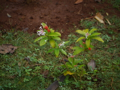 Rauvolfia serpentina