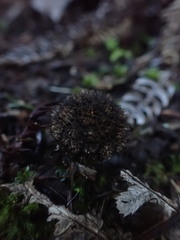 Lycoperdon compactum