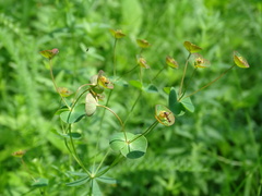 Euphorbia microcarpa