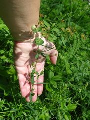 Euphorbia microcarpa