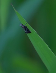 Elasmoscelis perforata