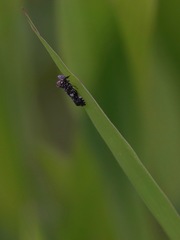 Elasmoscelis perforata