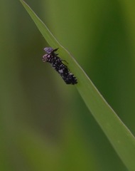 Elasmoscelis perforata