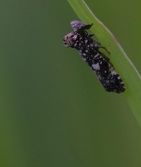 Elasmoscelis perforata