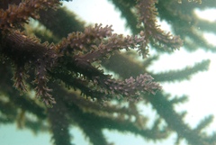 Capnella gaboensis
