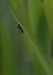 Elasmoscelis perforata