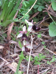 Ophrys bertolonii