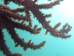 Capnella gaboensis