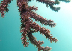 Capnella gaboensis