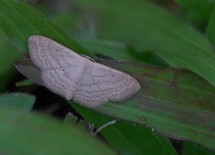 Scopula actuaria