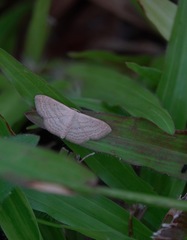 Scopula actuaria